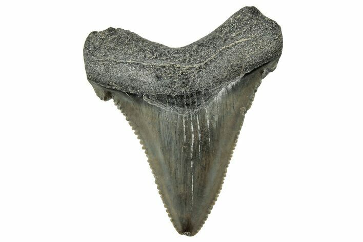 Serrated Angustidens Tooth - Megalodon Ancestor #326313